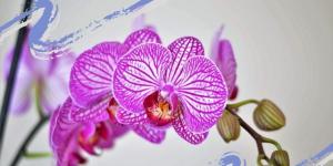 Можно ли держать дома орхидеи — приметы и факты Орхидея в доме хорошо или плохо