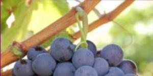Крымское вино из винограда мускат гамбургский Виноград мускат гамбургский описание сорта